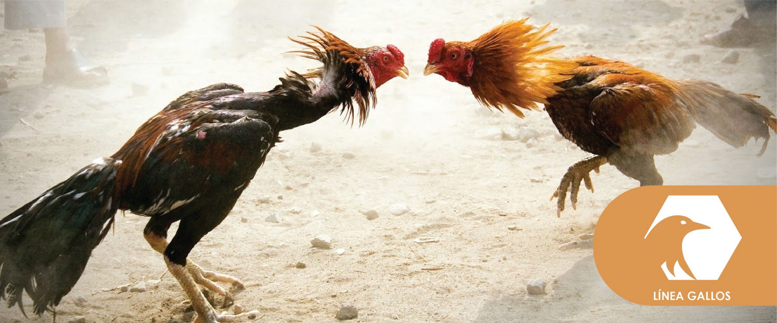 Cockfighting live streaming
